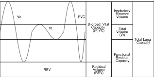 Image result for Vital Capacity