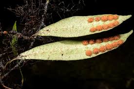 Image result for Pleopeltis macrocarpa