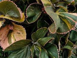 Image result for Acalypha paucifolia