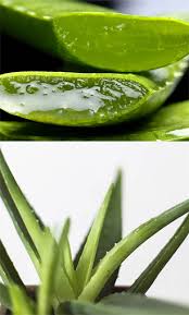 You'll be surprised to find aloe in many beauty products such as shampoos, conditioners, creams, and other such items. Can You Treat Hair Loss With Aloe Vera