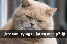 Contents our personal experience with yoda final thoughts: How To Fatten Up A Cat To A Healthy Weight Tinpaw