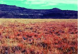 Image result for Eragrostis gummiflua