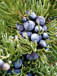 Image result for Cupressaceae