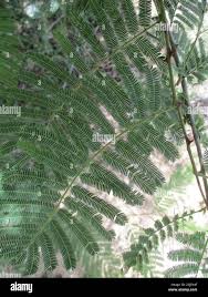 Image result for Tinnea zambesiaca