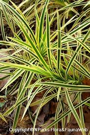 Image result for Pandanus sp. A