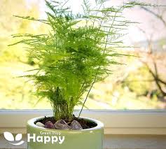 Image result for Asparagus setaceus