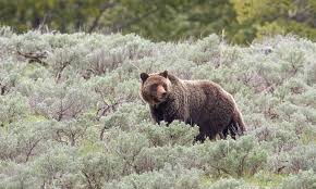 100% buyer guaranteed, secure marketplace. Grizzly Bear Defenders Of Wildlife