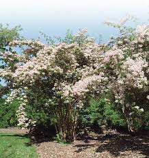 Image result for Kolkwitzia amabilis