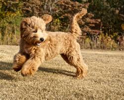 Portrait picture of a goldendoodle outdoors. Fountain Falls Goldendoodles