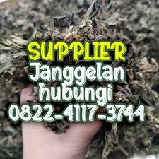 Harga kanopi polycarbonate per meter di kota yogyakarta. Jual Cincau Hitam Kabupaten Wonogiri Pacitan Jawa Timur