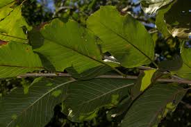 Image result for Turraea nilotica