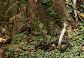 Chinese Cobra Naja Atra Animal Planet King Cobra Cobra