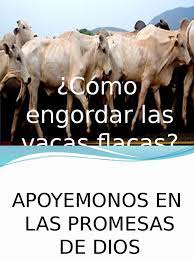 After a few years of not seeing each other, a casual meeting leads to a weekend at the beach. Como Engordar Las Vacas Flacas Creencia Religiosa Y Doctrina Religion Y Creencia