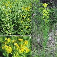 Image result for Isoglossa milanjiensis