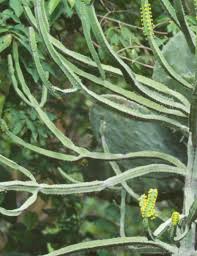 Image result for Lippia somalensis