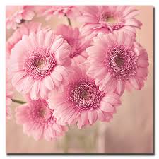 Sepintas bunga aster ini bentuknya hampir. 55 Gambar Bunga Matahari Pink Terbaru Eye Candy Photograph