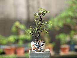 豆型盆栽 雲南磯山椒 海斗的遊心花園 痞客邦 outdoor decor bonsai decor