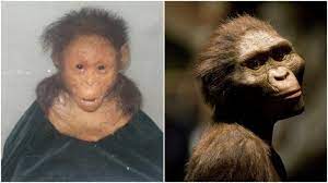 Lucy S Baby The World Oldest Known Child Found In Ethiopia Is 120 000 Years Older Than Lucy Skull And Bones Olds Children
