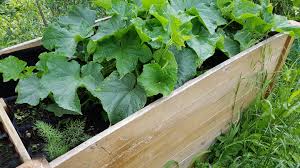 Einfach gemacht ein hochbeet hat so manche vorteile gegenüber einem wer meint, dass dieser blickfang nur von handwerklich begabten gärtnern konstruiert werden kann. Hochbeet Selber Bauen Anleitung Fur Den Eigenen Garten Stern De