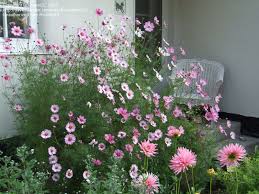 Cosmos Candy Stripe Annual 24 48 In Bloom Early Summer To Mid Fall Full Sun Cosmos Bipinnatus Pink Garden Easy Annuals