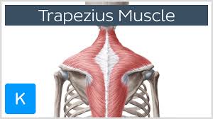 These muscles are often referred to as strap muscles due to their. Trapezius Physiopedia