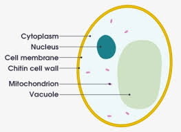 Depending on your grade level you may add or remove some. Animal Cell Diagram Without Labels Animal Cell Diagram Numbered Hd Png Download Kindpng