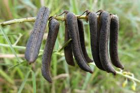Image result for Crotalaria vasculosa