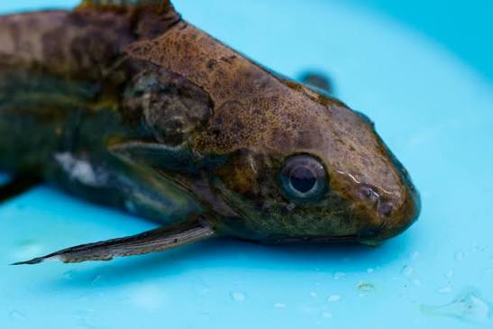 Fischer's Victoria squeaker (Synodontis afrofischeri) · iNaturalist