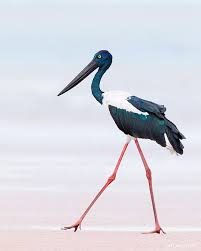 Bird With Big Eyes Name Black Necked Stork She Definitely Has The Longest Legs On The Beach Not Sure How Fitting Their Name Is Given The Colo Most Beautiful Birds Pet Birds Bird
