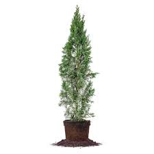 Pictures of italian cypress trees. Italian Cypress Tree For Sale Buy Privacy Trees Online Perfect Plants