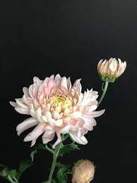 Chrysanthemum In November Birth Flower Of The Month Future King Queen Chrysanthemum Flower Botanical Flowers November Flower