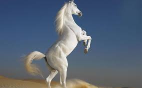 Premium selection of designer fabrics & wallpapers. 43 White Horse Wallpapers On Wallpaperbig