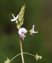 Image result for Grona setigera