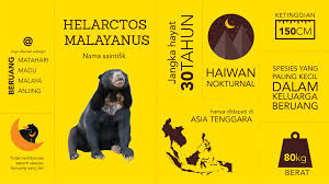 Korupsi di peradilan sebuah operasi penertiban pembalakan liar di kalimantan barat gambar ringkasan (b): Fgv Launches Sun Bear Conservation Programme Fgv Holdings Berhad