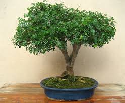 Di seguito, dieci piante d'appartamento adatte au casi estremi e che quasi sicuramente prospereranno. Pepe Cinese Xanthoxylum Piperitum Bonsai Empire