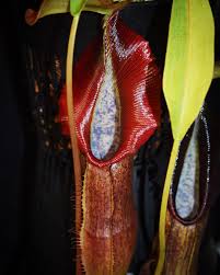 Image result for Drosera natalensis