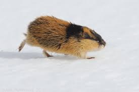 In these games they are trained to do. Adventurous Lemming In The Snow Tiere Hunde Bilder