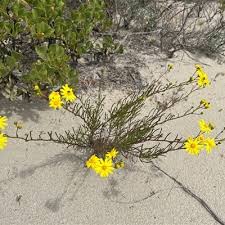 Image result for Senecio laticorymbosus