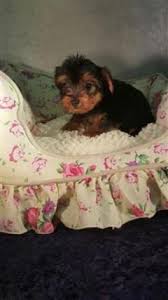 Oregon live puppies golden retriever. Precious Tiny Female Aca Yorkie Puppies Puppies And Dogs For Sale Pets Classified Ad Yorkie Puppy Yorkie Teacup Yorkie Puppy