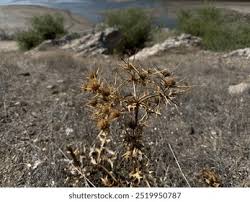 Image result for Xanthium spinosum