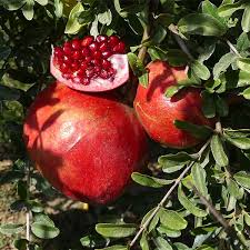 And pomegranate and vodka mixture is the meaning of the flowers is a mixture of orange and red colors that is a good news for us in the summer months. Desertnyi Pomegranate Naturehills Com