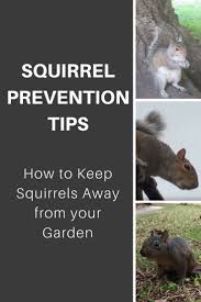 One lick of their paws and your flowers are safe. Squirrel Prevention Tips How To Keep Squirrels Away From Your Garden Gardening Know How S Blog