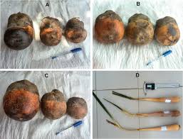 Image result for Borassus aethiopum