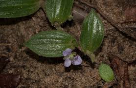 Image result for Aneilema zebrinum