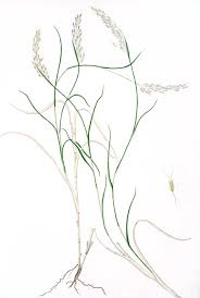 Image result for Capillipedium