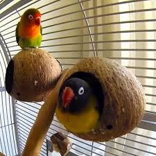 pin by sher patrick on 0 parrots other wings of a feather pet grief pet birds love birds