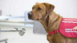Needing to pass urine frequently, and only managing a little each time. Coronavirus Trial Begins To See If Dogs Can Sniff Out Virus Bbc News