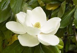 Best time to gift someone magnolia flowers. The Complete Guide To Magnolia Trees Southern Living