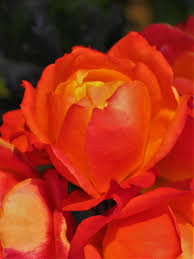 Daniel Gifford Obituary (1983