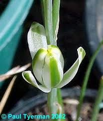 Image result for Albuca setosa